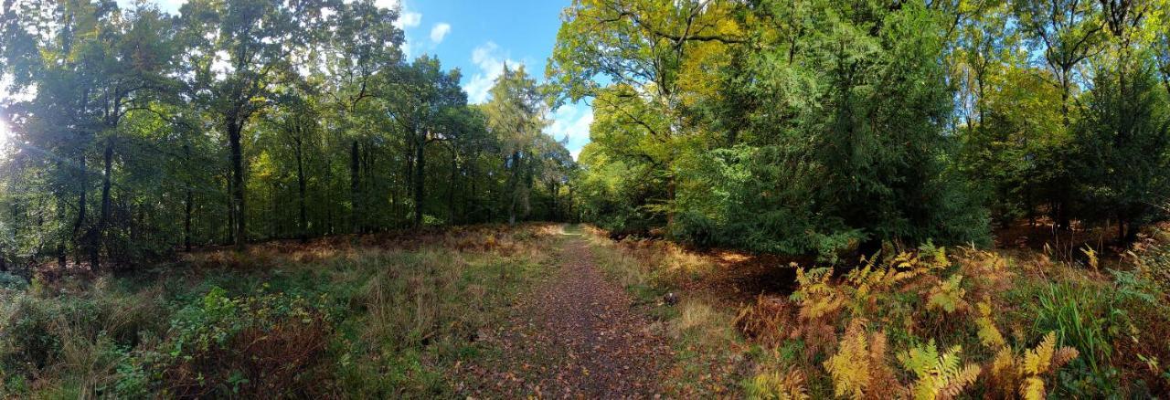 The Beehive - Self Catering In The Heart Of The Forest Of Dean Whitecroft Экстерьер фото